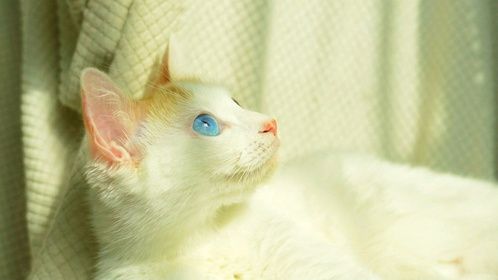 一个有味道的视频，猫咪闻到怪味时的本能反应！