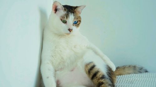 辛辛苦苦养大的小猫咪，连摸都不给摸？