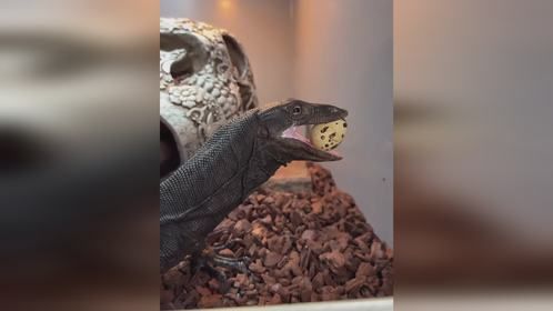 宠物吃播 #窃蛋龙 #黑龙泽巨蜥 #爬宠 #异宠 #爬宠日常