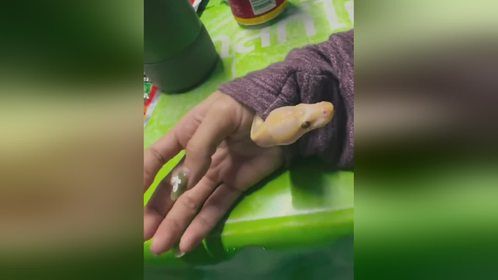 这样带它出门，是不是很方便！#爬宠 #异宠 #宠物蛇 #球蟒