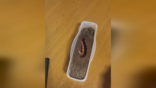 一只#长戟大兜虫的前世今生。#爬宠 #异宠 #甲虫 #独角仙