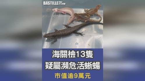 合法养宠，理性养宠。#宠物吃播 #爬宠 #异宠 #蓝舌石龙子