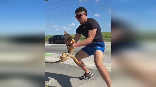 又是拿捏国二的一天#爬宠 #异宠 #爬宠日常 #巨蜥 #鬣蜥