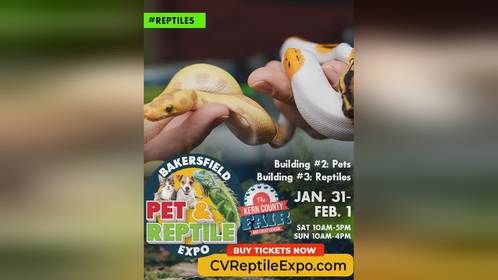 下周末两天，美国加州贝克斯菲尔德爬宠展 #爬宠#异宠#亚宠展