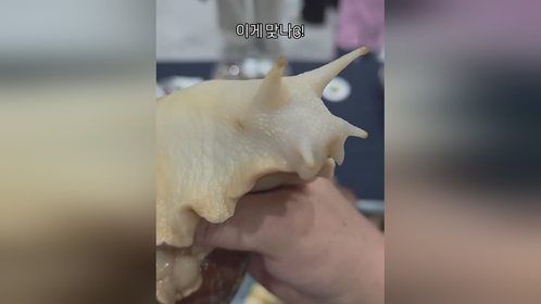 韩国#爬宠展 上的大#蜗牛 ，#爬宠 #异宠 #亚宠展