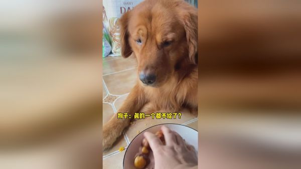 我家狗狗的吃零食的小眼神和表情真的太逗了