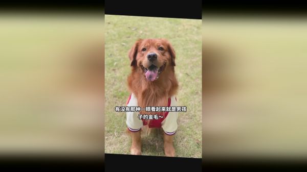 有没有那种一眼看起来就是男孩子的金毛呀？