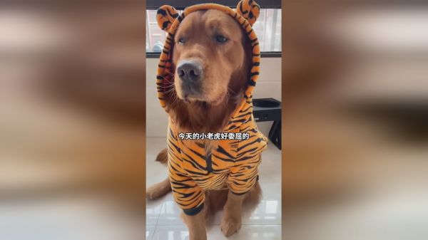 今天的小狗有一丢丢委屈的样子