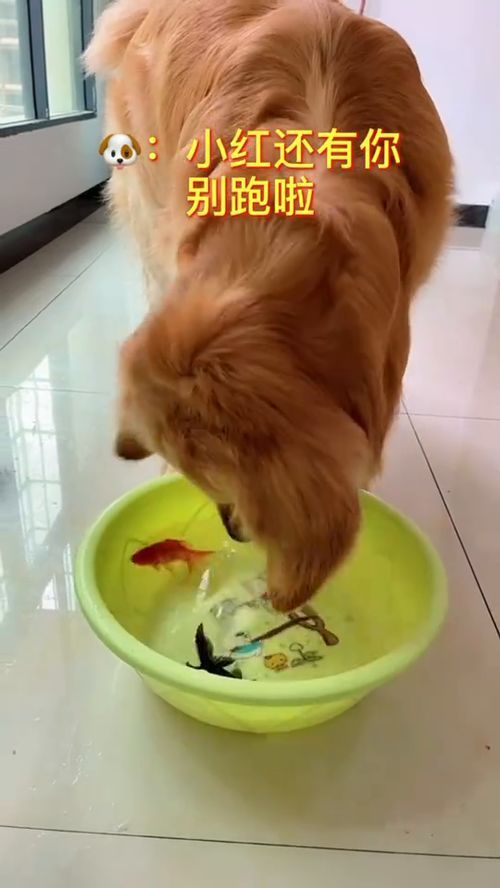 给宠物喂香油，每天应该喂多少量呢？