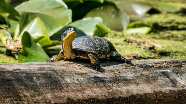 乌龟为什么不吃东西