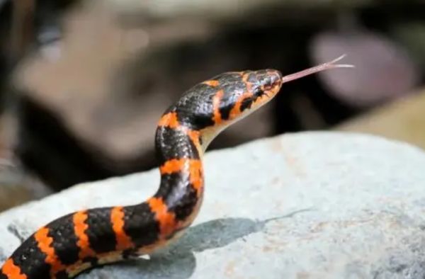 赤练蛇吃什么?赤练蛇该怎么饲养比较好呢