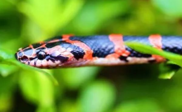 赤练蛇吃什么?赤练蛇该怎么饲养比较好呢