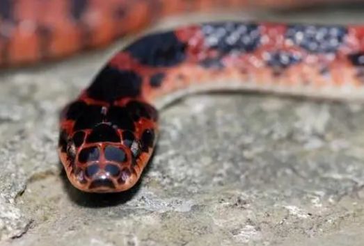 赤练蛇咬人吗 赤练蛇是会咬人的