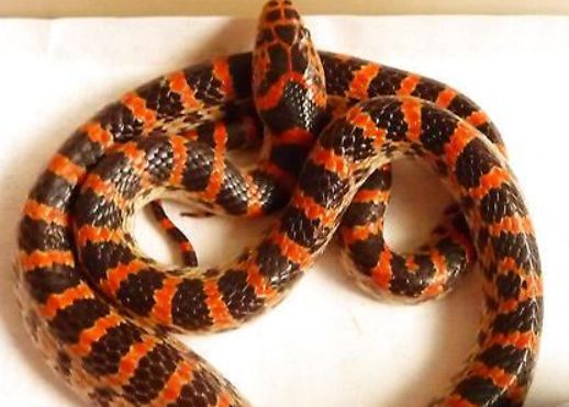 赤练蛇咬人吗 赤练蛇是会咬人的