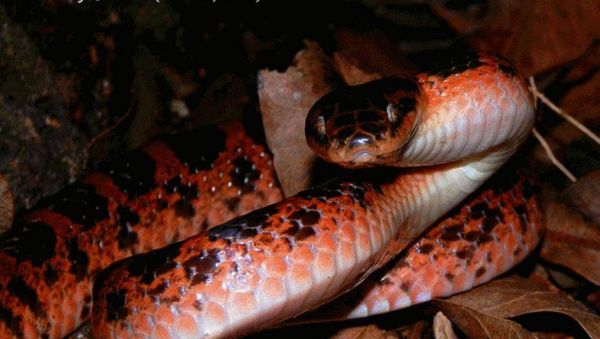 身为毒蛇的赤练蛇却被认为无毒，还当作宠物养