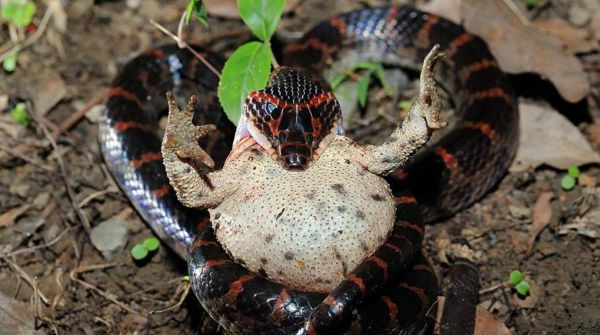 身为毒蛇的赤练蛇却被认为无毒，还当作宠物养
