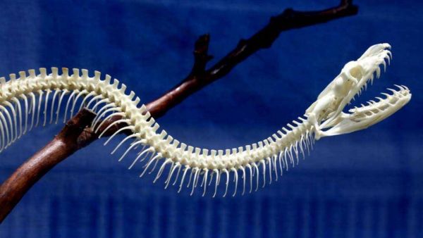 身为毒蛇的赤练蛇却被认为无毒，还当作宠物养