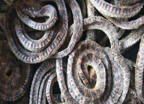 身为毒蛇的赤练蛇却被认为无毒，还当作宠物养