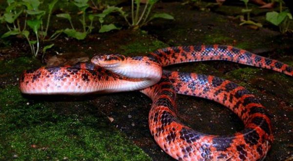 身为毒蛇的赤练蛇却被认为无毒，还当作宠物养