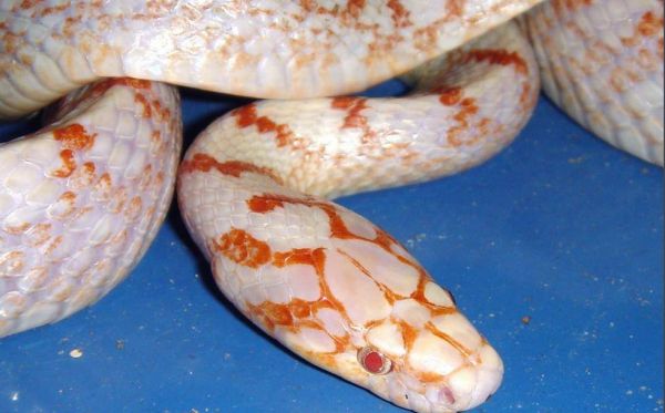 身为毒蛇的赤练蛇却被认为无毒，还当作宠物养