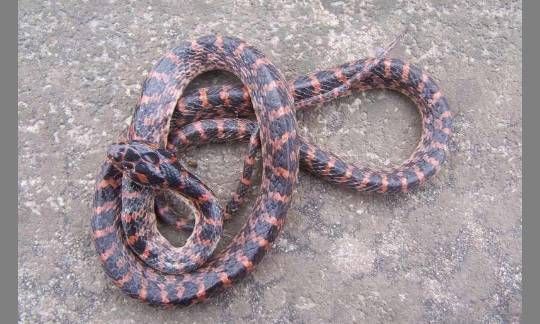 赤链蛇适合喂什么食物？