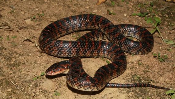 赤链蛇：一种没有毒的蛇 营养价值很高有去风湿解毒功效