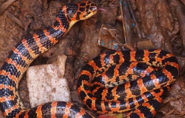 赤链蛇的图片寓意