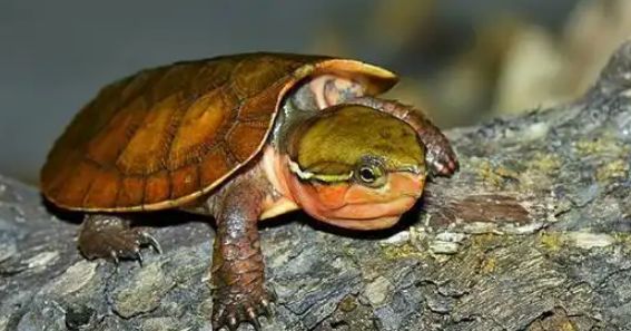 鹰嘴龟白眼病对症治疗：从急救到康复全指南