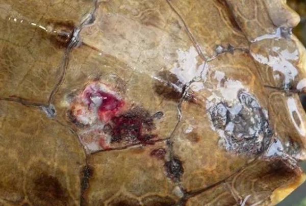 宠物乌龟腐甲治疗与病例分析