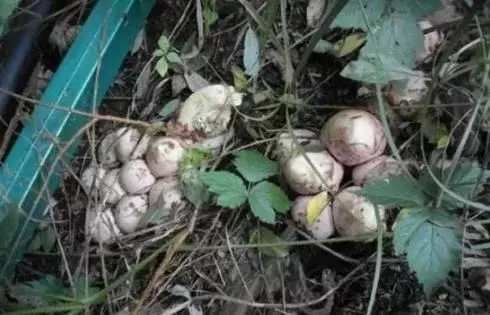 男子探险看见一窝鸟蛋, 撬开后露出它的真面目