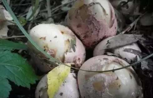 男子探险看见一窝鸟蛋, 撬开后露出它的真面目