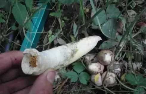 男子探险看见一窝鸟蛋, 撬开后露出它的真面目