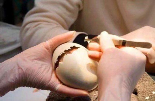 男子野外捡回一只鸟蛋,孵出来后,男子马上上交啦