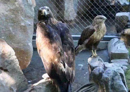 男子野外捡回一只鸟蛋,孵出来后,男子马上上交啦