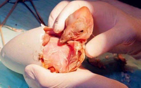 男子野外捡回一只鸟蛋,孵出来后,男子马上上交啦