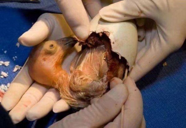 男子野外捡回一只鸟蛋,孵出来后,男子马上上交啦