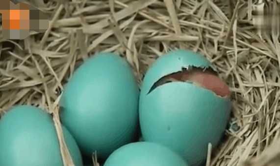 男子野外草丛中捡到蓝色鸟蛋, 没想到孵化后却是这个好东西