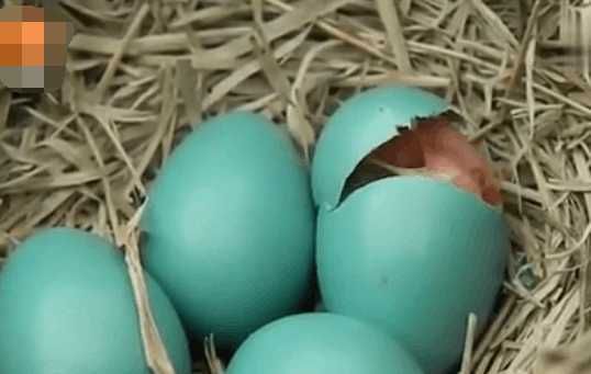 男子野外草丛中捡到蓝色鸟蛋, 没想到孵化后却是这个好东西