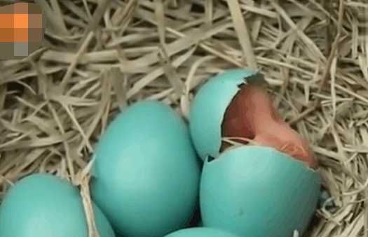 男子野外草丛中捡到蓝色鸟蛋, 没想到孵化后却是这个好东西