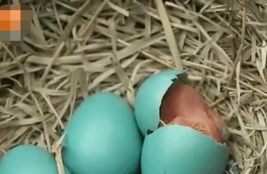 男子野外草丛中捡到蓝色鸟蛋, 没想到孵化后却是这个好东西