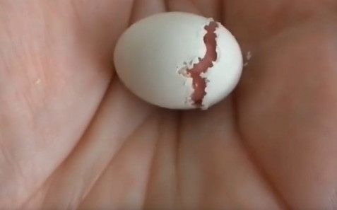 男子散步捡到一个鸟蛋，带回家没多久，男子高兴坏了！