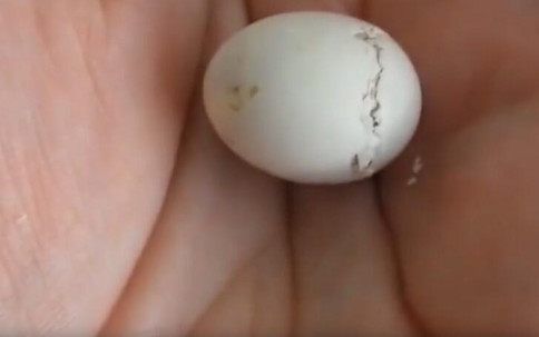 男子散步捡到一个鸟蛋，带回家没多久，男子高兴坏了！