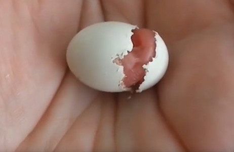 男子散步捡到一个鸟蛋，带回家没多久，男子高兴坏了！