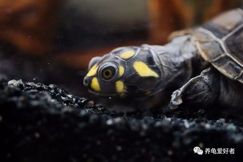 “龟，你的宠物，是主龙还是鳞龙？”