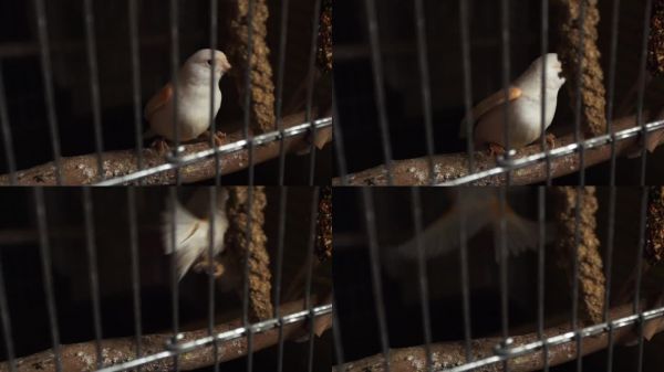 笼子里的宠物鸟，慢镜头