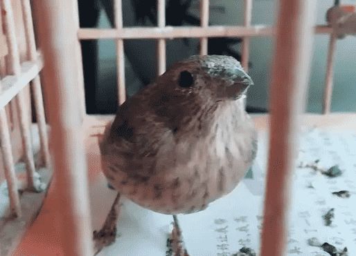 麻料鸟压口15分钟mp3下载