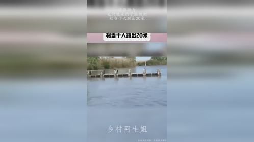 这弹跳力，也只能是豹子能做到，相当于人跳出20米