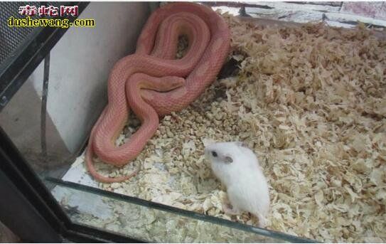宠物蛇吃什么?饲养宠物蛇饲料有哪些?