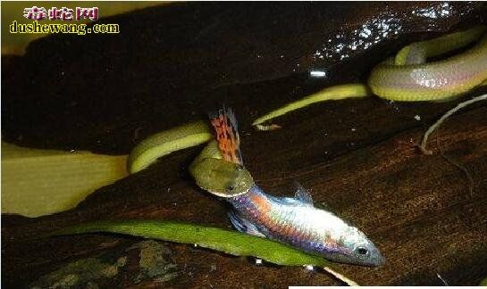 宠物蛇吃什么?饲养宠物蛇饲料有哪些?