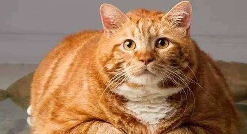 母猫诞下奇宝，萌宠蛇群齐聚家。